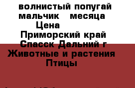  волнистый попугай мальчик 4 месяца › Цена ­ 1 000 - Приморский край, Спасск-Дальний г. Животные и растения » Птицы   